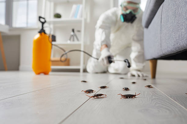 Post-Treatment Bed Bug Interceptor Monitoring in Troy